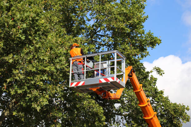 Best Tree Branch Trimming  in Deer Park, NY